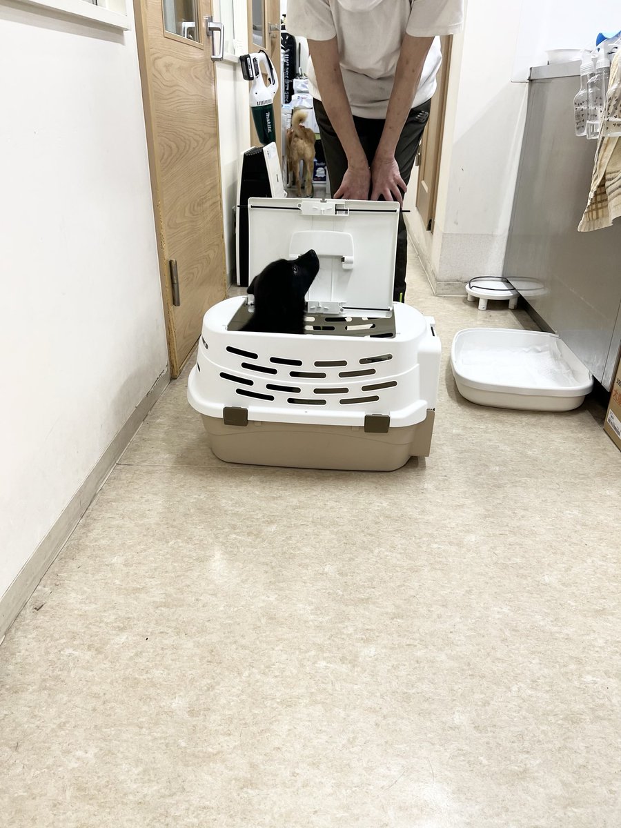 大師前どうぶつ病院 tweet media