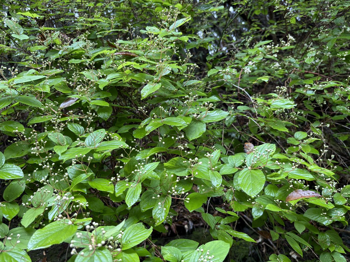 𝚜𝚊𝚝𝚘𝚔𝚘 tweet media