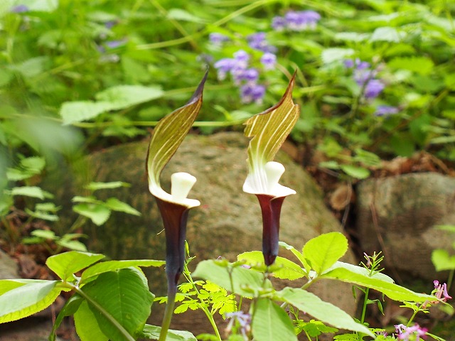 花の中央に白い餅に見えるような

ユキモチソウ（雪餅草)
学名： Arisaema sikokianum

仲良く並んでいました

 #ユキモチソウ #雪餅草 
 #六甲山  #神戸森林植物園 
 #野の花が好きな人と繋がりたい 
 #TLを花でいっぱいにしよう