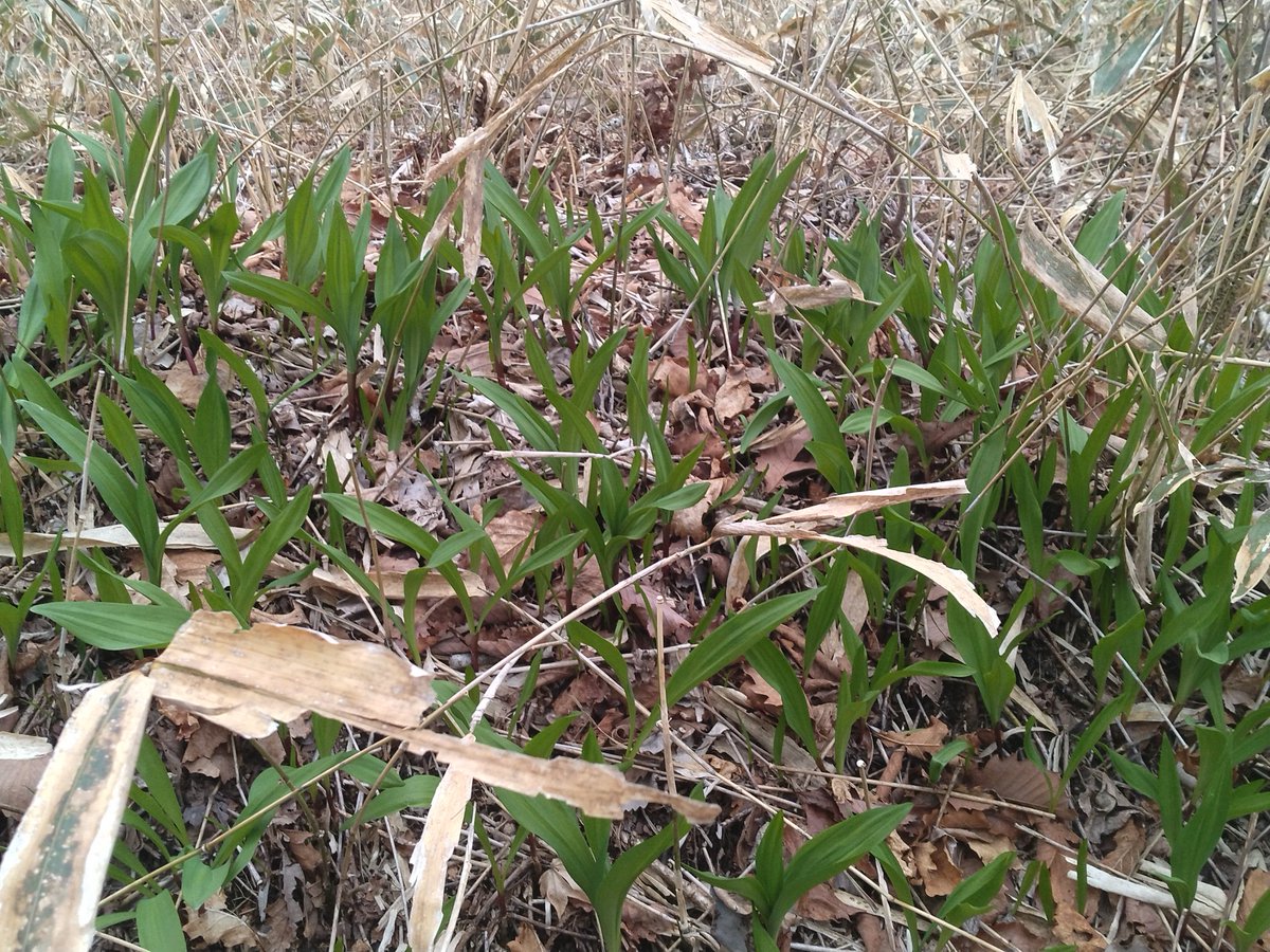 柘植の飛猿 tweet media