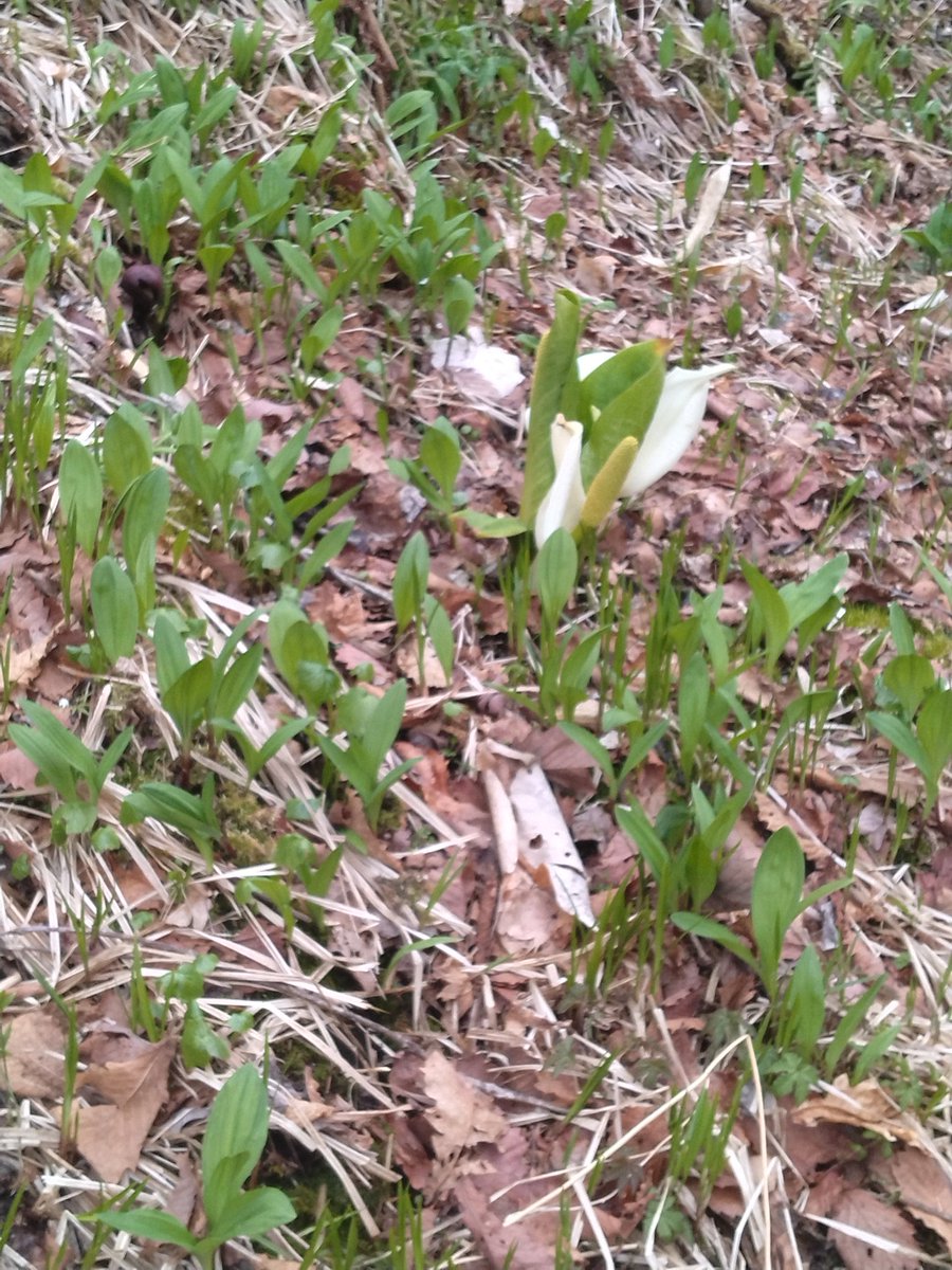 柘植の飛猿 tweet media