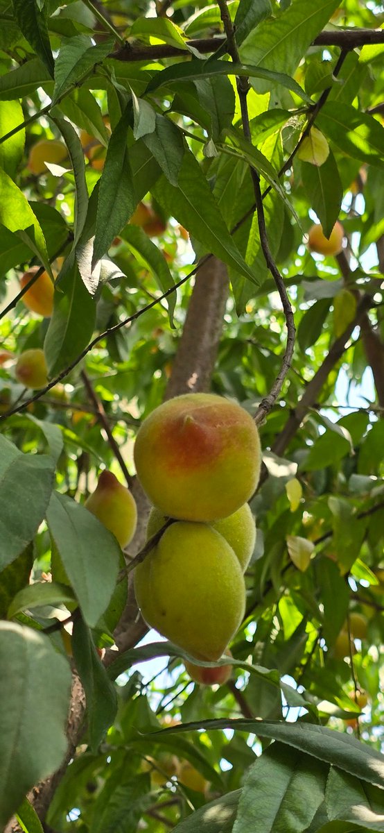 som_s101's tweet image. Finally... 
Home sweet Home
#theme_pic_india_fruits 
#Peaches 💞