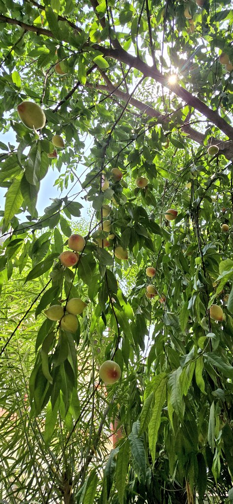som_s101's tweet image. Finally... 
Home sweet Home
#theme_pic_india_fruits 
#Peaches 💞