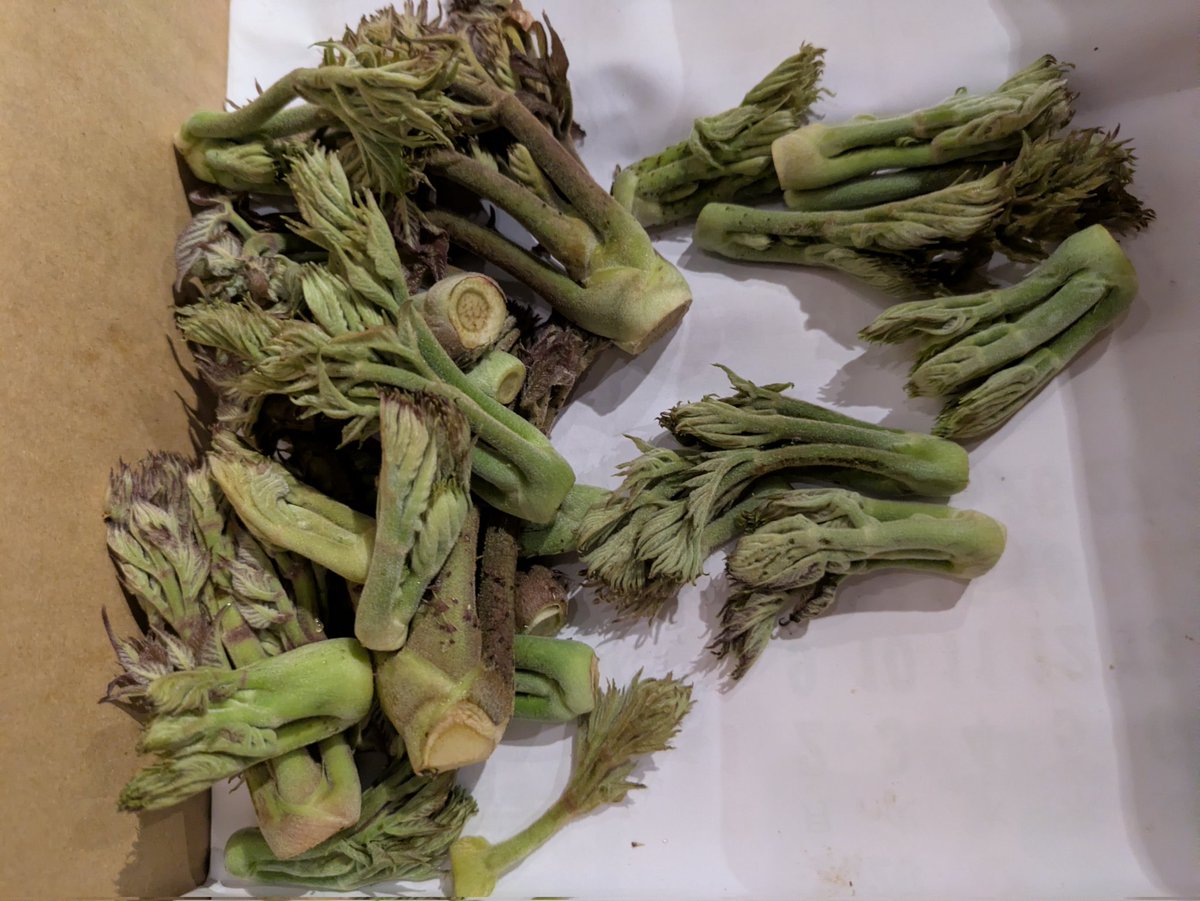 メロン タラの芽 磯辺揚げの山芋入荷 数に限りがありますのと それほど