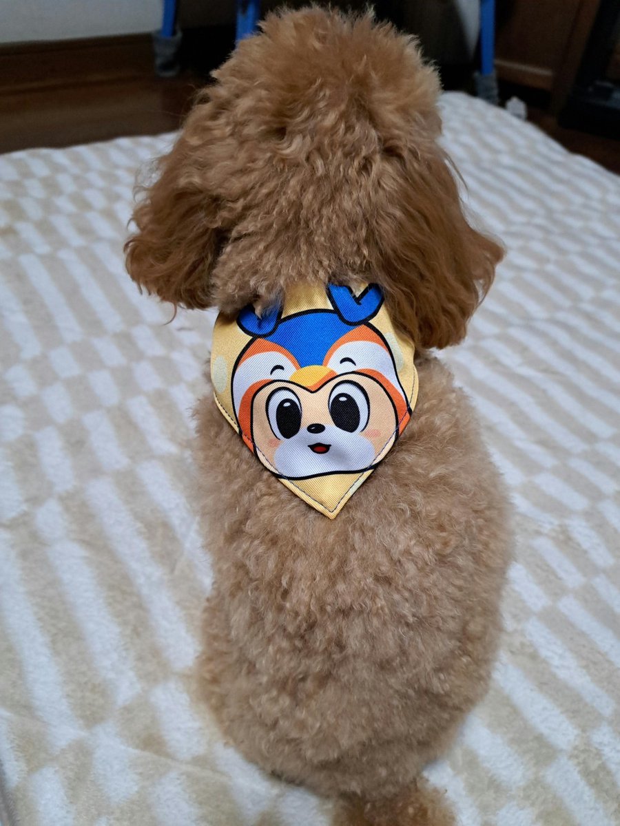 🔷4/25G大阪戦 グッズ情報🔶 【ドッググッズ販売‼】 愛犬もV