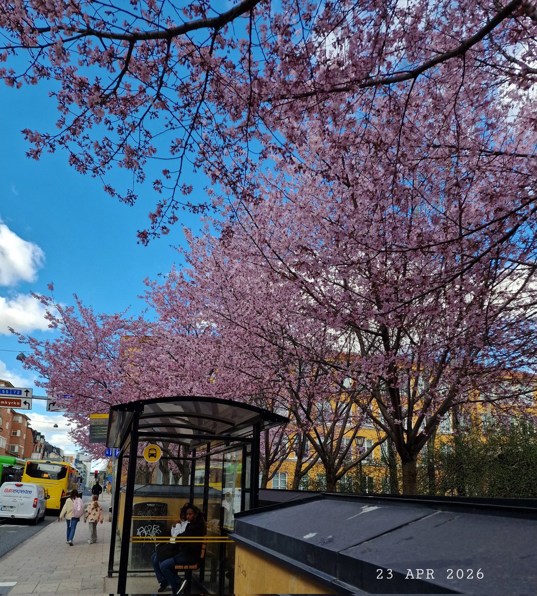 IDadzkov's tweet image. Sakuras have blossomed out in city.  Сакуры рaсцвели в городе.
#nature #spring #trees #sakuras #blossom #city #Uppsala #TreesPhoto #BlossomPhoto