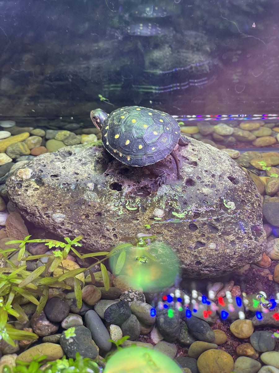 ayusorz's tweet photo. #キボシイシガメ
#SpottedTurtle https://t.co/8DfSFC7RLK