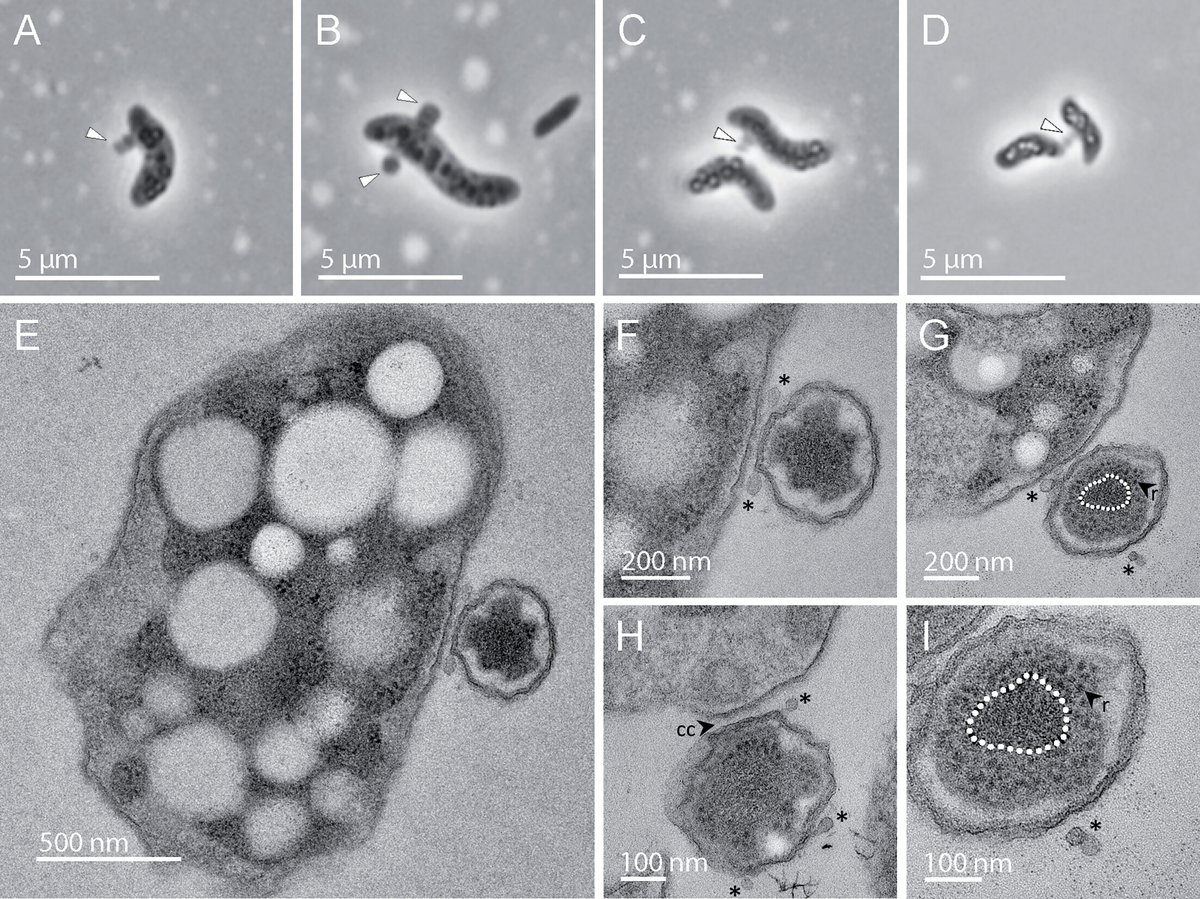 Evgenii Protasov tweet media