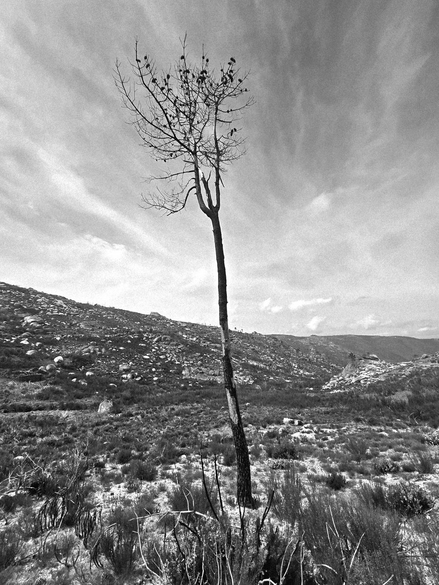 Santiago tweet media