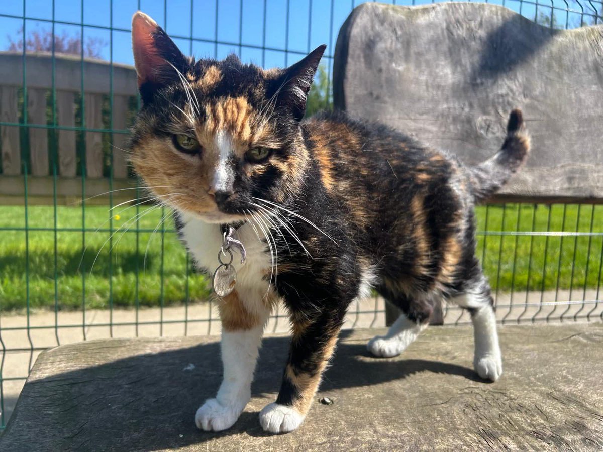 ShropsCatRescue's tweet image. #Friday~ Good morning from Jinkxie who hasn't been too well &amp;amp; recovering in the hospital from possibly cat flu but here she is back in the village &amp;amp; looking very spritely so pleased to be back. On her favourite bench &amp;amp; showing off her lovely whiskers 😻🧡🐾 #inthecompanyofcats