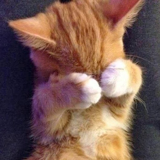 ꒰ა🐰ྀི໒꒱ tweet media