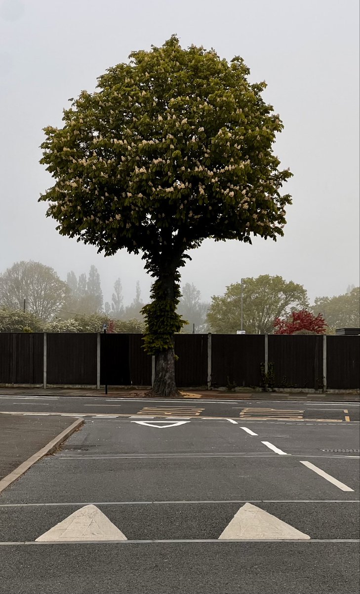 1000Rach's tweet image. 6am Hazy #Today #Friday #Tree