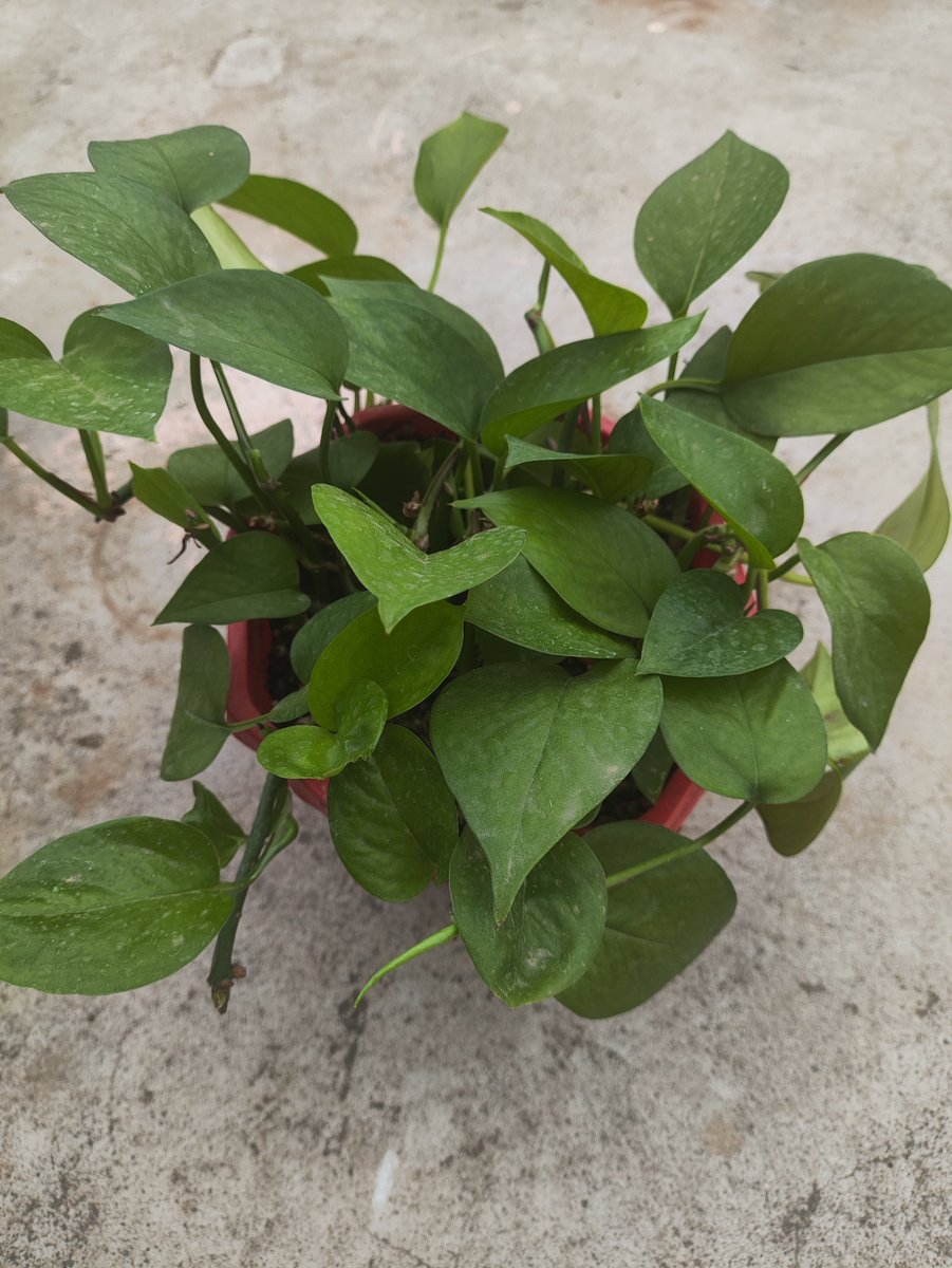 Ханмурза койлюбаев tweet media