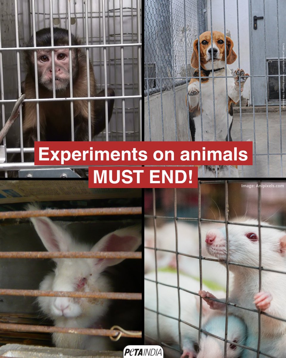 PETA India tweet media