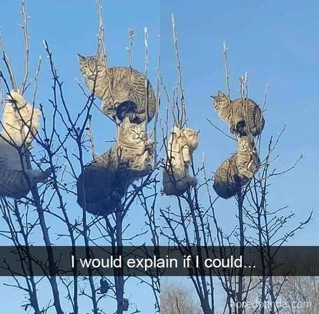 Cat TikToks (@cattiktoks) on Twitter photo 