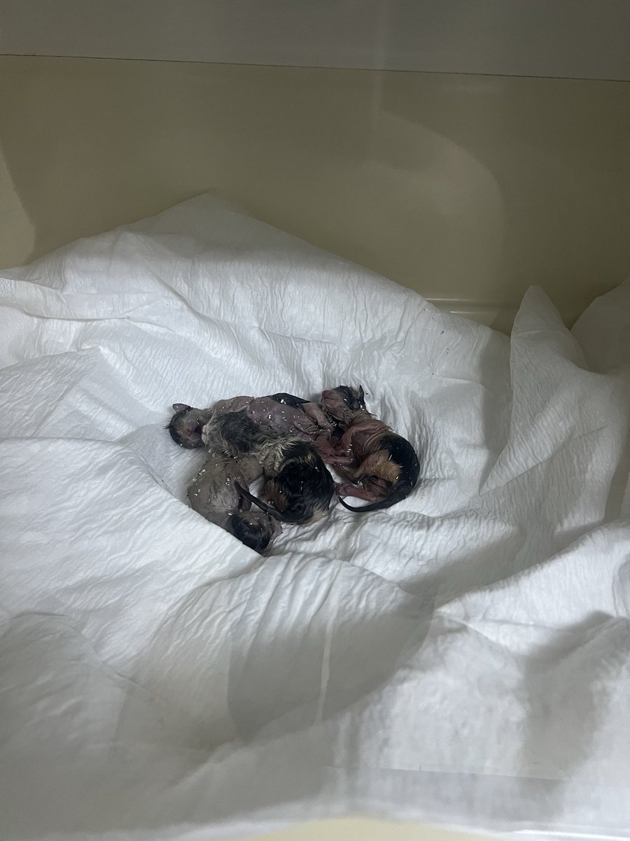 bellavesimba's tweet photo. Bizim atölyeye bir anne kedi 5 yavru doğurmuş, öleceğini düşündüklerini ayrı bir yere koymuş. 1 tanesi öldü diğer 4ünü kliniğe getirdim. Beşiktaş’ta ÇOK ACİL SÜT ANNE ÇOK ACİL 🚨 https://t.co/9pygQBFBaO