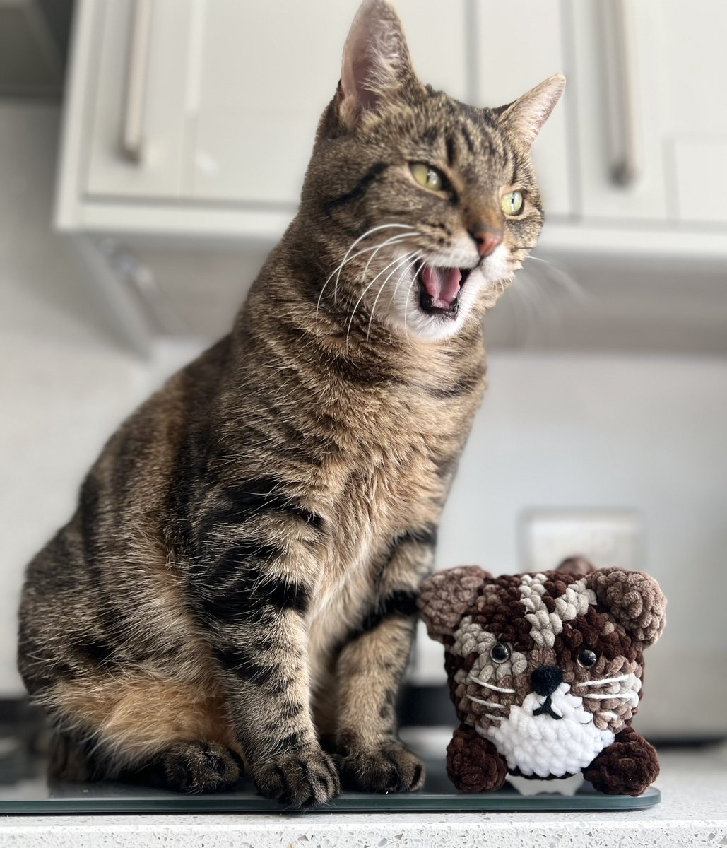 MillieMall's tweet image. ‘Ello ‘ello…what’s going on here then? Another tabby cat? 🙀 In MY house?  😾
Ohhh …I see now…. It’s a Mini-Me made by Mum’s pal Angela 🧶 who makes things to sell, to fundraise for the 🦔 Rescue! That’s pawsome 😹
Have a great day, everyone! 
#FridayFunday #Friyay #Hedgewatch