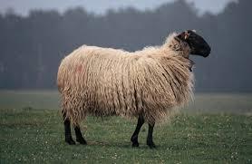 Esta que ven aquí, tranforma la hierba en carne, lana y leche. Es responsable de muchos de los paisajes del País Vasco y Navarra en los que nos fotrografiamos. Disemina las semillas de muchas de las flores que nos apasionan y previene de inccendios
📷ArdiLatxa
