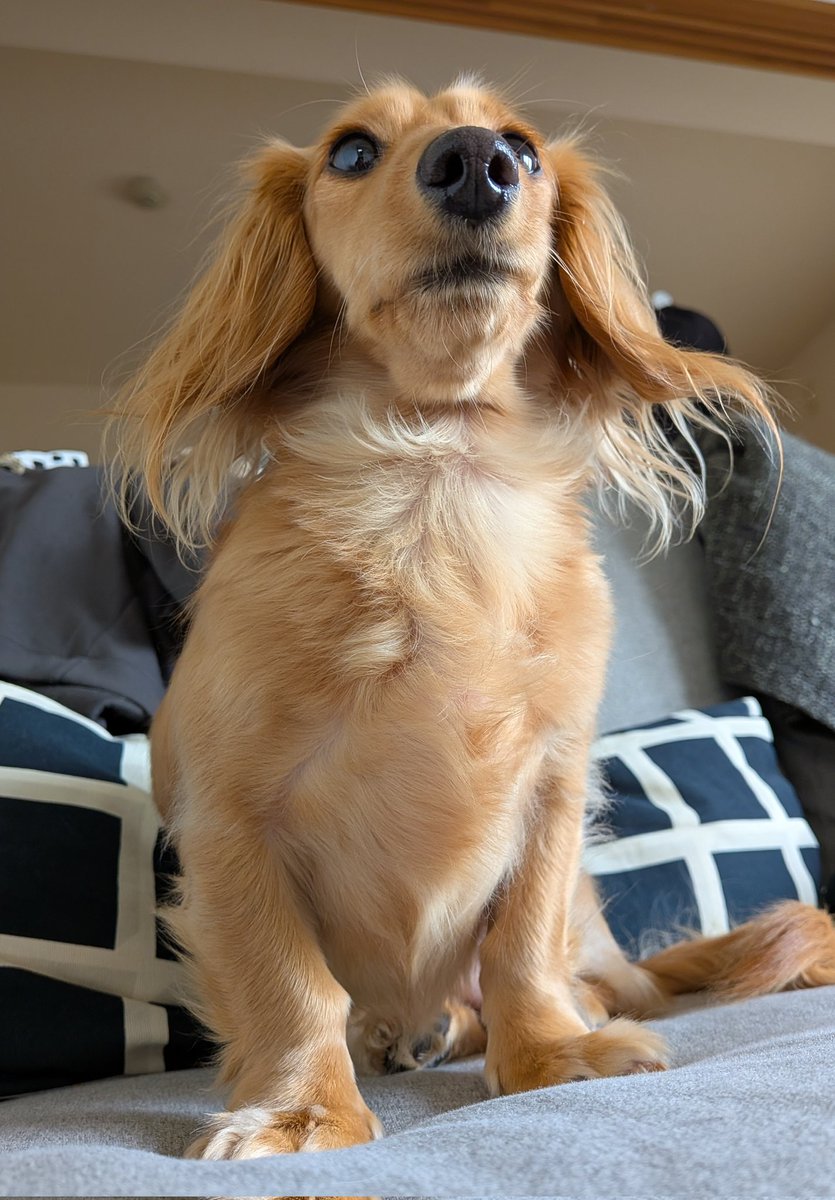 エディス tweet media