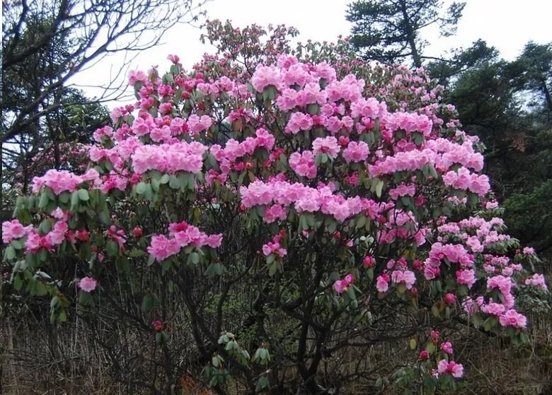 Alpine rhododendron, a cold-hardy evergreen shrub, grows at high ...