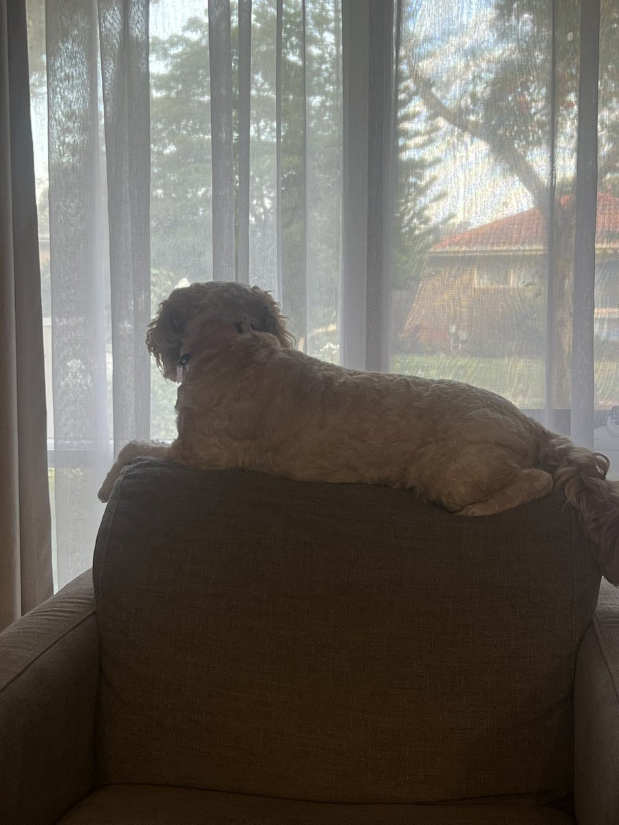 bsting72's tweet image. Neighbourhood watch… #lexi