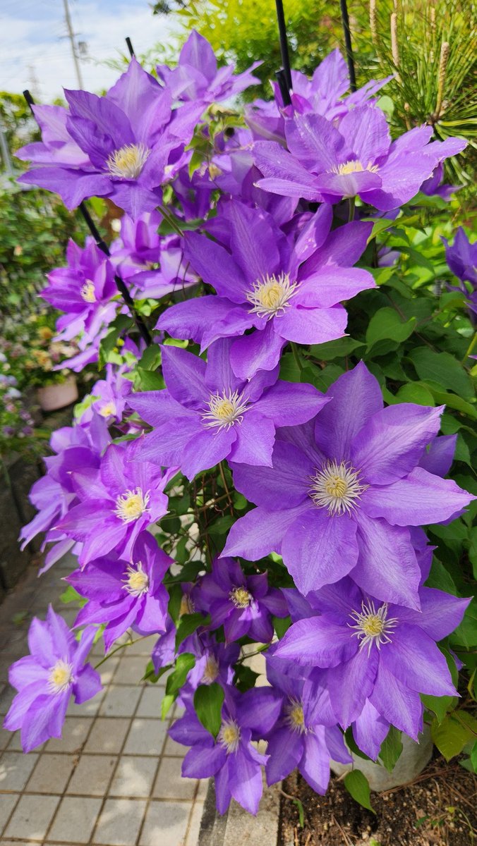 あつこ tweet media