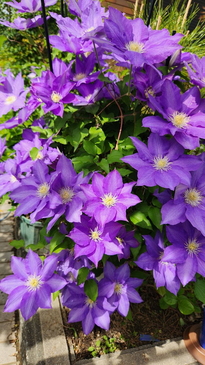 あつこ tweet media