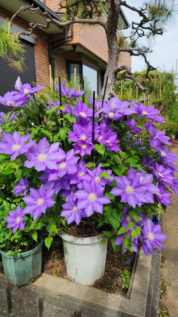 あつこ tweet media