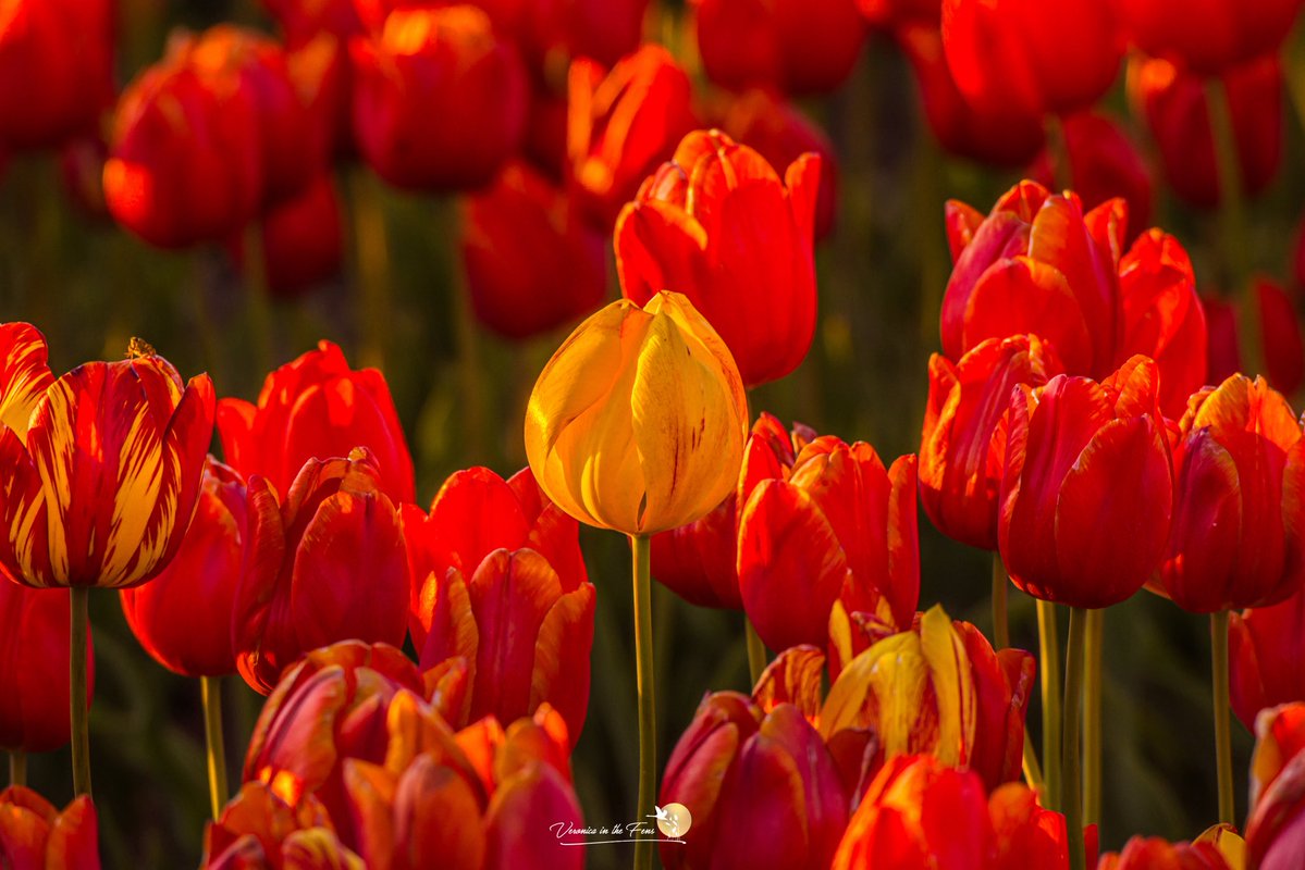 VeronicaJoPo's tweet image. Loved visiting the Tulip fields in Norfolk, here are a few more photos from yesterday evening. 
#Tulips #Norfolk #tappinghousehospice #flowers #Springtime