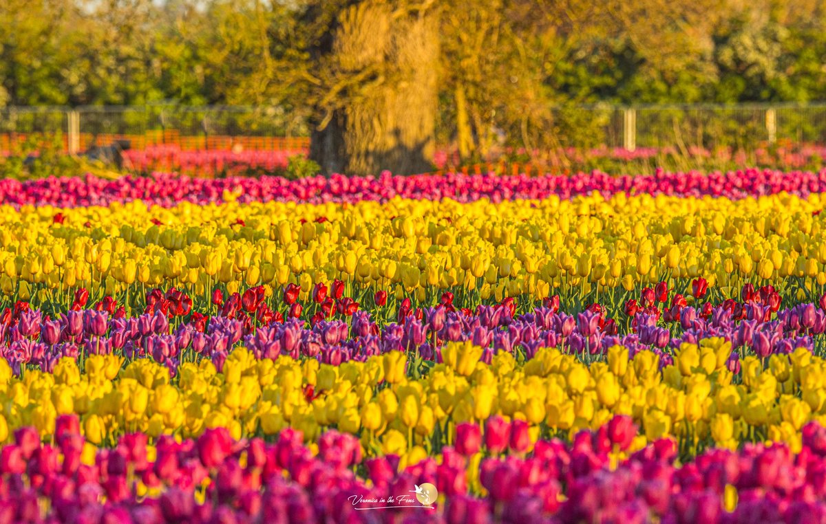 VeronicaJoPo's tweet image. Loved visiting the Tulip fields in Norfolk, here are a few more photos from yesterday evening. 
#Tulips #Norfolk #tappinghousehospice #flowers #Springtime