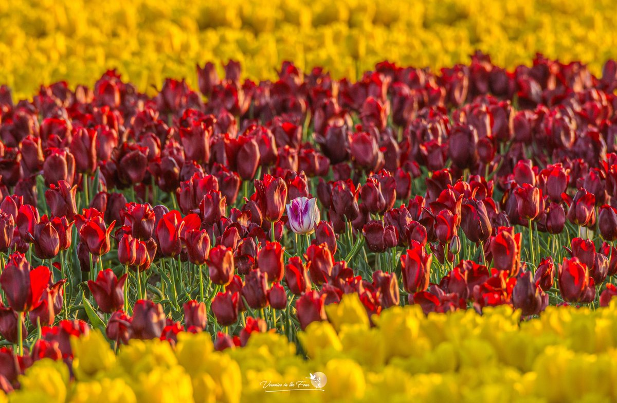 VeronicaJoPo's tweet image. Loved visiting the Tulip fields in Norfolk, here are a few more photos from yesterday evening. 
#Tulips #Norfolk #tappinghousehospice #flowers #Springtime