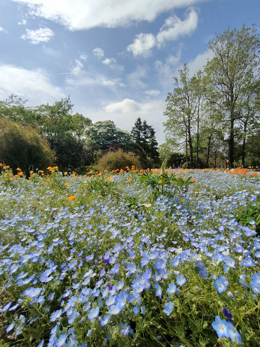 fcofuna's tweet photo. こんにちは、大船フラワーセンターです！

芝生広場では色とりどりのお花が咲き、とても華やかになってきました(⁠◍⁠•⁠ᴗ⁠•⁠◍⁠)

明日からは『フラセン GreenWalk 2026』も始まり、クイズラリーなども開催予定☆
植物を鑑賞しながらごゆっくりお過ごしください♪ https://t.co/pU9v6ODO9p