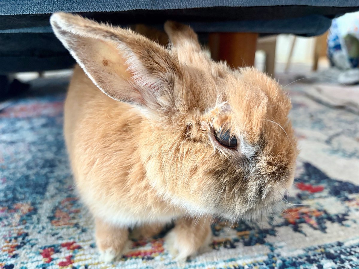 あらあら大きい寝ぐせだねぇ🐰💕