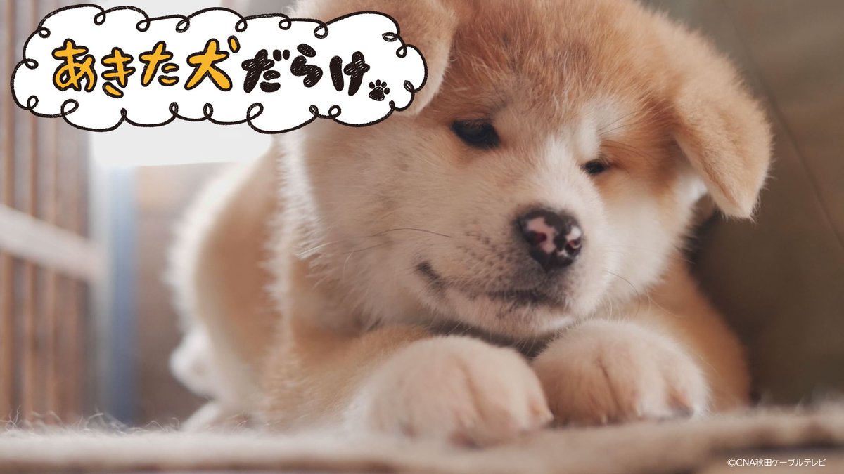 #みるプラス 『あきた犬だらけ』

ほのぼのと楽しい秋田犬たれみみだいちゃんのアニメや、秋田県で暮らす秋田犬の癒しの映像をお届けします。
ご視聴は、STBまたはモバイルアプリで。

・アプリDLはこちら：x.gd/FxwPz
・みるプラスとは：lp.milplus.jp/?utm_source=x&…

#秋田犬