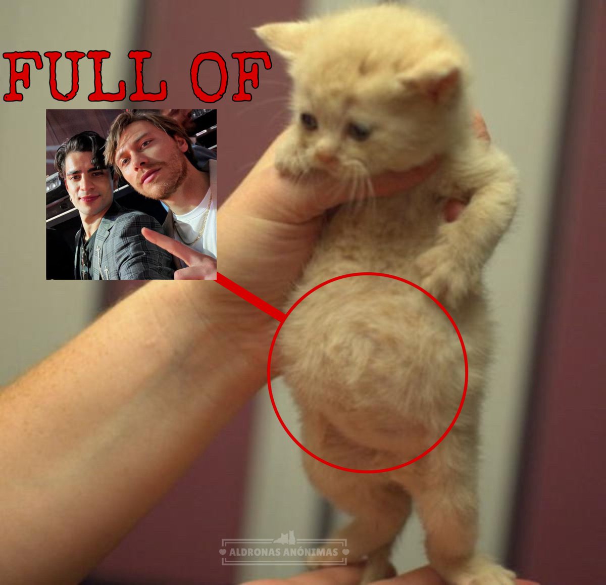 Ali.Nila ᴬᴬ🦝 🇨🇱 tweet media