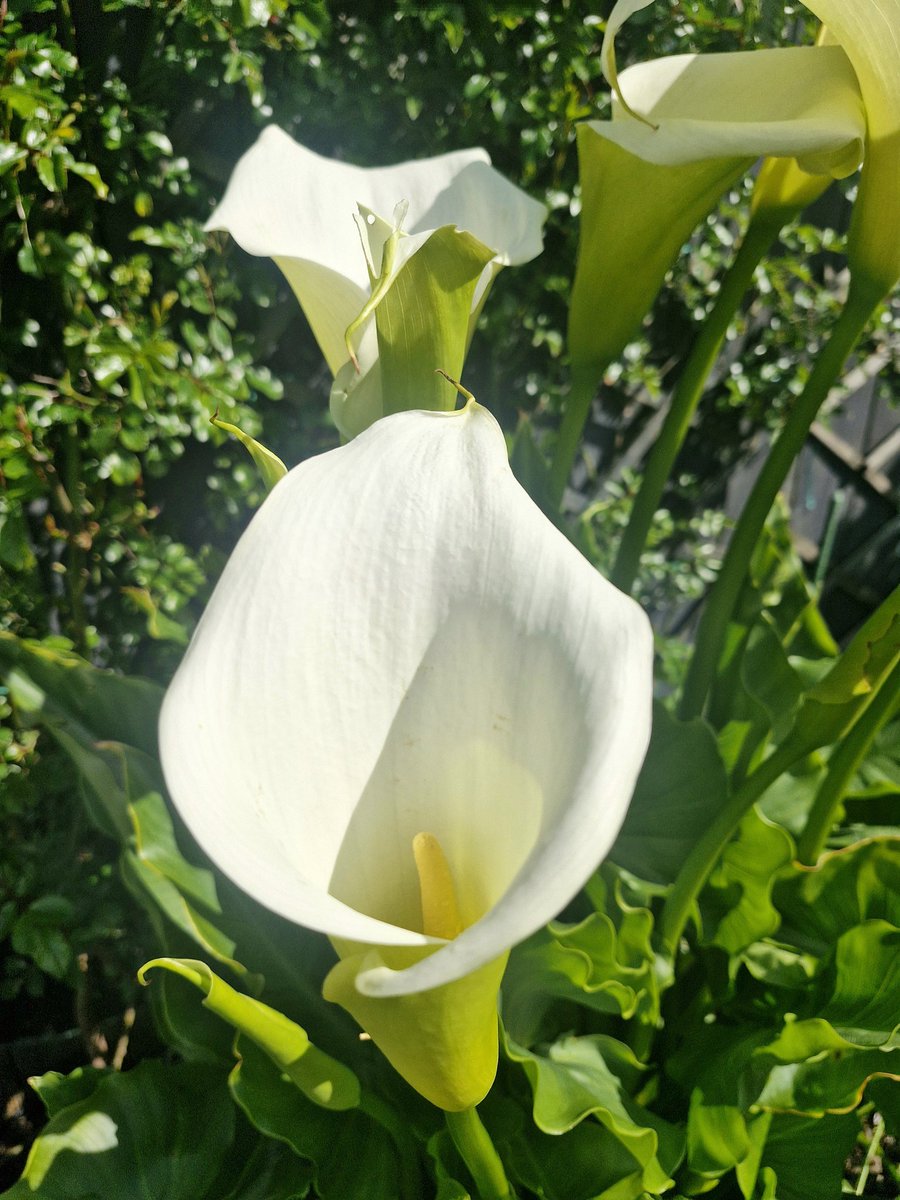 BrigidWalsh10's tweet image. The elegant arum lily makes a show in the garden today 
#FlowersOnFriday 
#FridayMotivation 
#NatureBeauty #Grateful 
#WeekendVibes #Enjoy