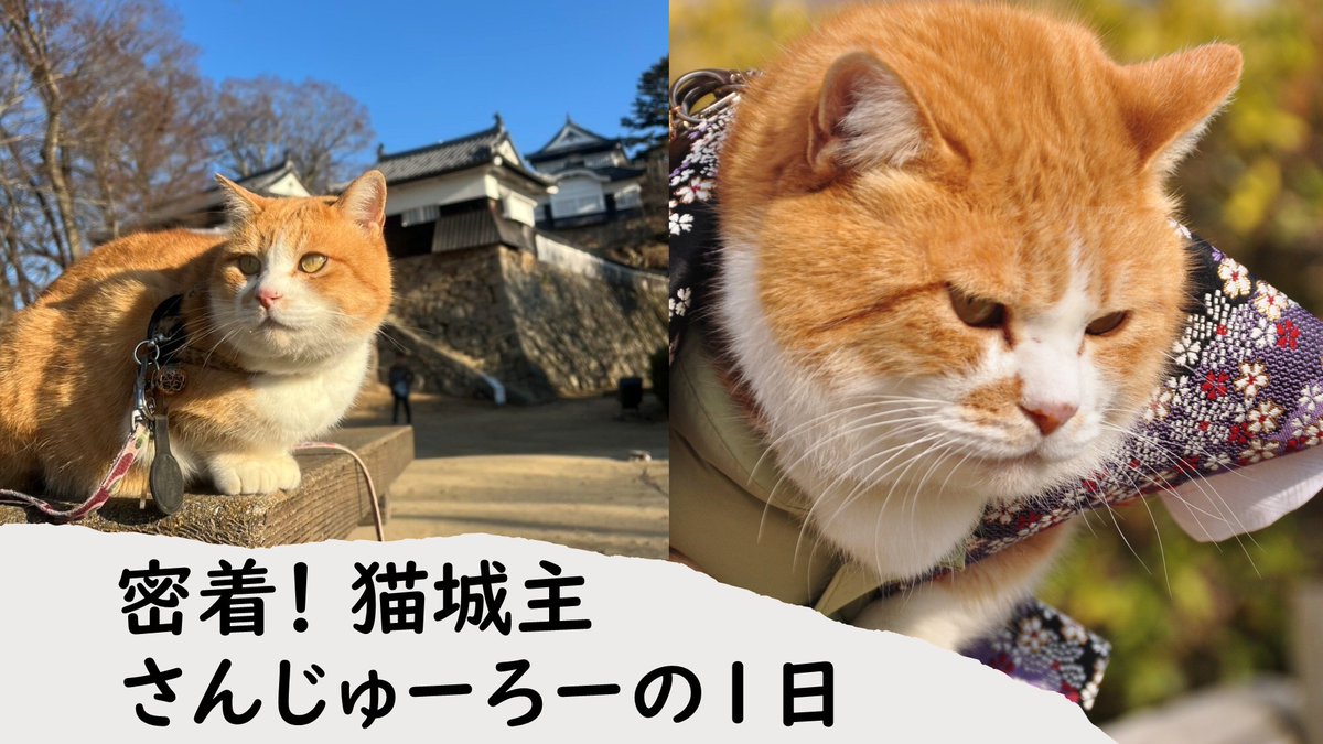 #みるプラス 『密着！猫城主さんじゅーろーの1日』

愛らしい姿で天空の山城、備中松山城を訪れる人にご挨拶。 
 ご視聴は、STBまたはモバイルアプリで。
・アプリDLはこちら：x.gd/FxwPz

・みるプラスとは：lp.milplus.jp/?utm_source=x&…
<a href="/sanju_ro_/">備中松山城 猫城主 さんじゅーろー</a>

#さんじゅーろー #備中松山城