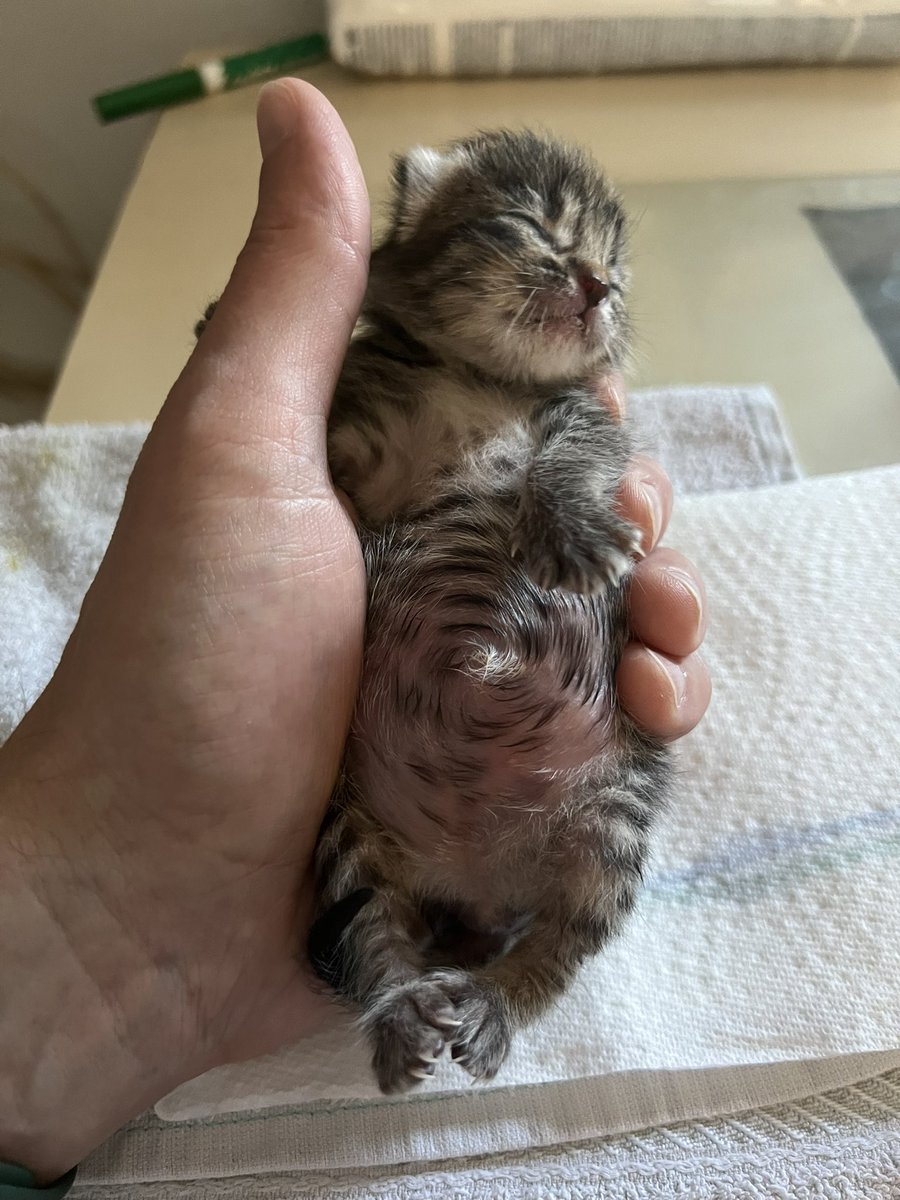 Дорогой Иван Эдуардович 🐋 tweet media