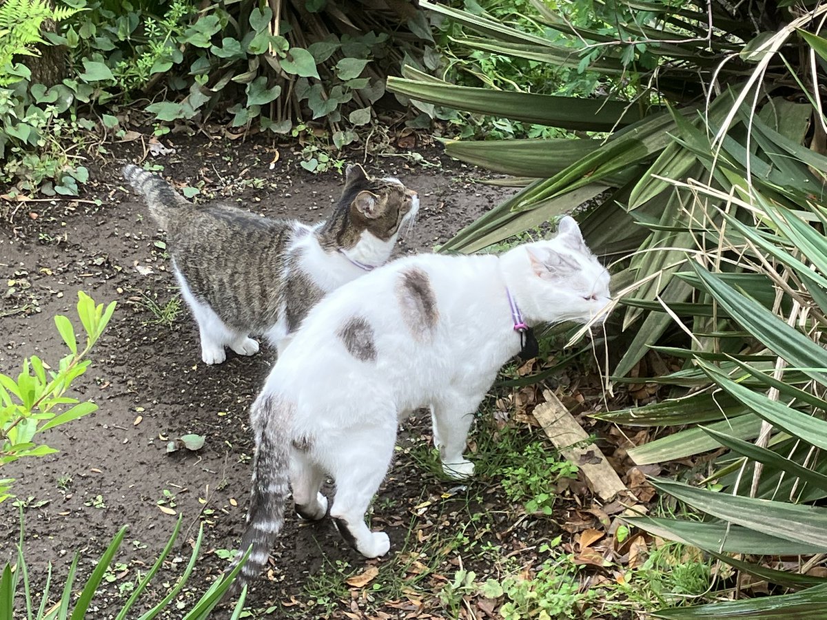 Ten-chan, Chigo, and Dodgers 
Mt. Fuji today, Ten-chan and Chigo checked their territory. The Dodgers beat the Giants to snap their losing streak. Shohei Ohtani went hitless.

今日の富士山🗻猫たちは縄張りチェック🐈ドジャースはジャイアンツに勝って連敗ストップ👍大谷翔平はノーヒット
