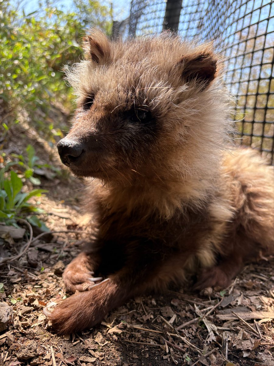 盛岡市動物公園 ZOOMO tweet media