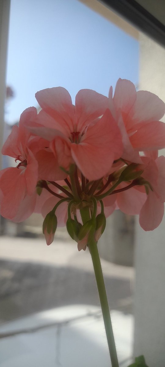 ftmaa flowerss ⁵⁵🌼 tweet media