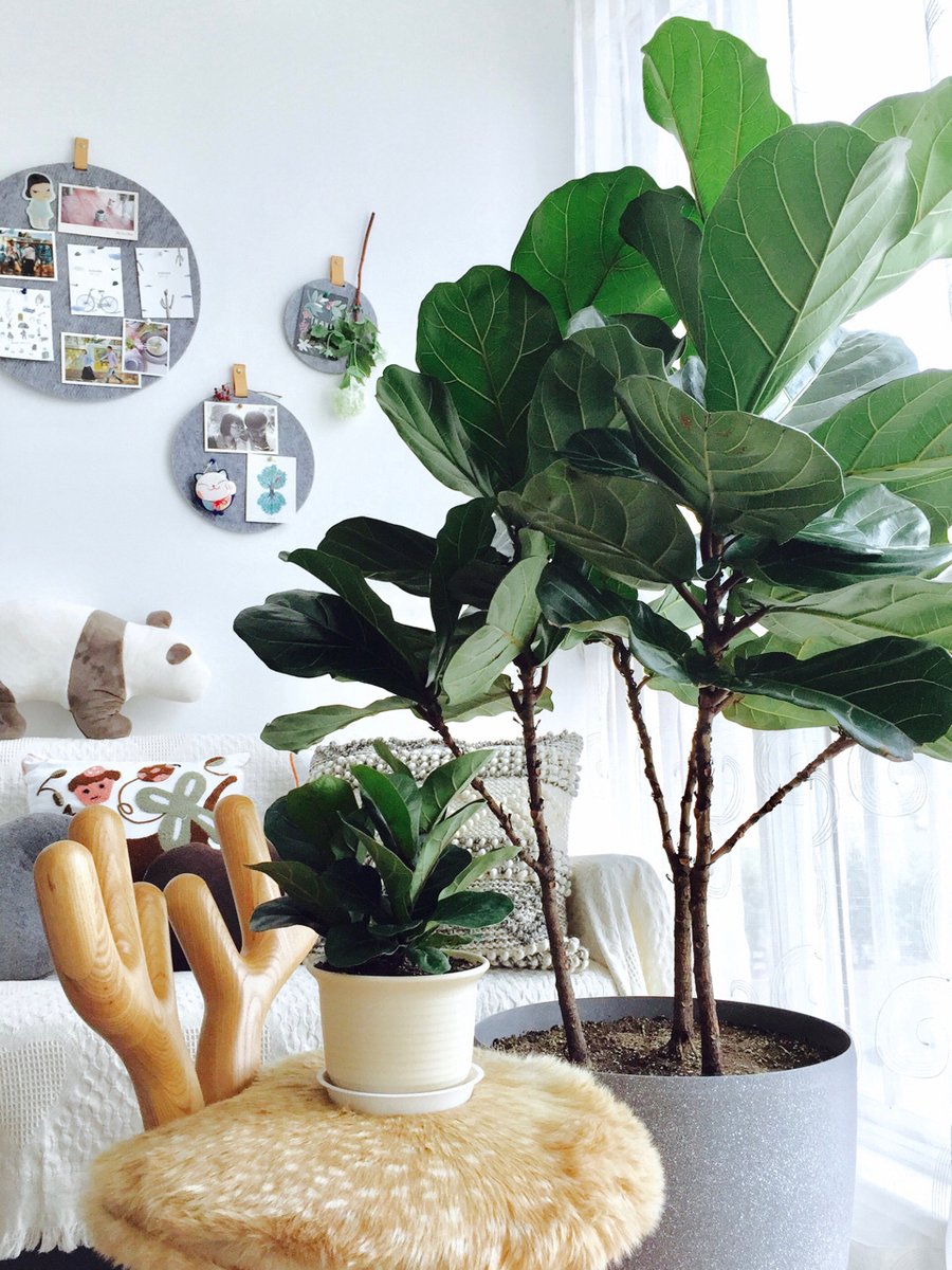 AzizSerkan83's tweet image. "Desk setup = productivity + vibe  | Clean surface for focus, potted succulent for calm, wireless gear for clutter-free flow. Small tweaks = big work wins! #OfficeHacks #DeskGoals"