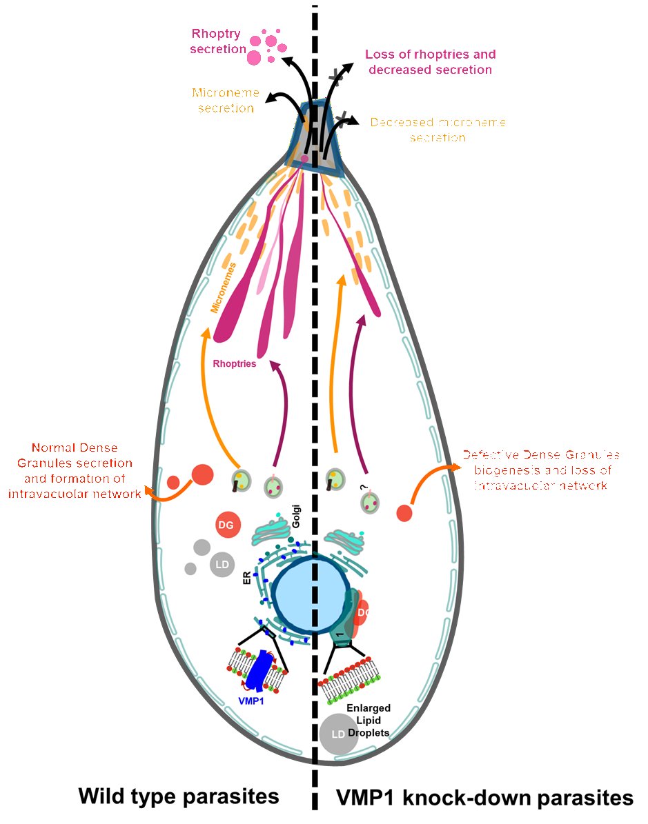 CSIR-CCMB tweet media