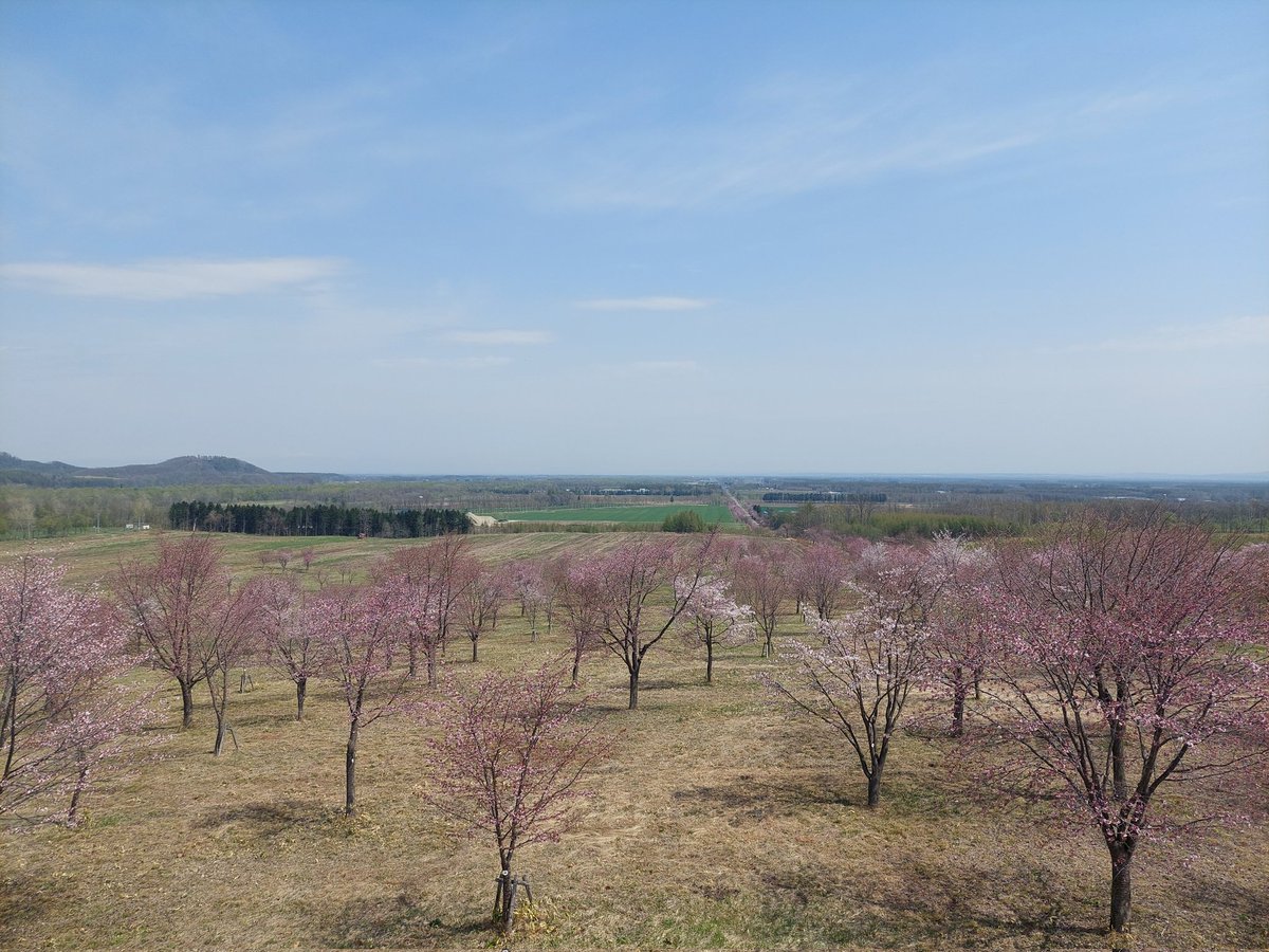 m34toce's tweet photo. @misaki_obihiro GW明け頃になったら、今度は中札内の桜六花公園へ是非。エゾヤマザクラはすごく綺麗です（写真は昨年の5/9。まだ見頃には早かったです） https://t.co/334i2bRYYC