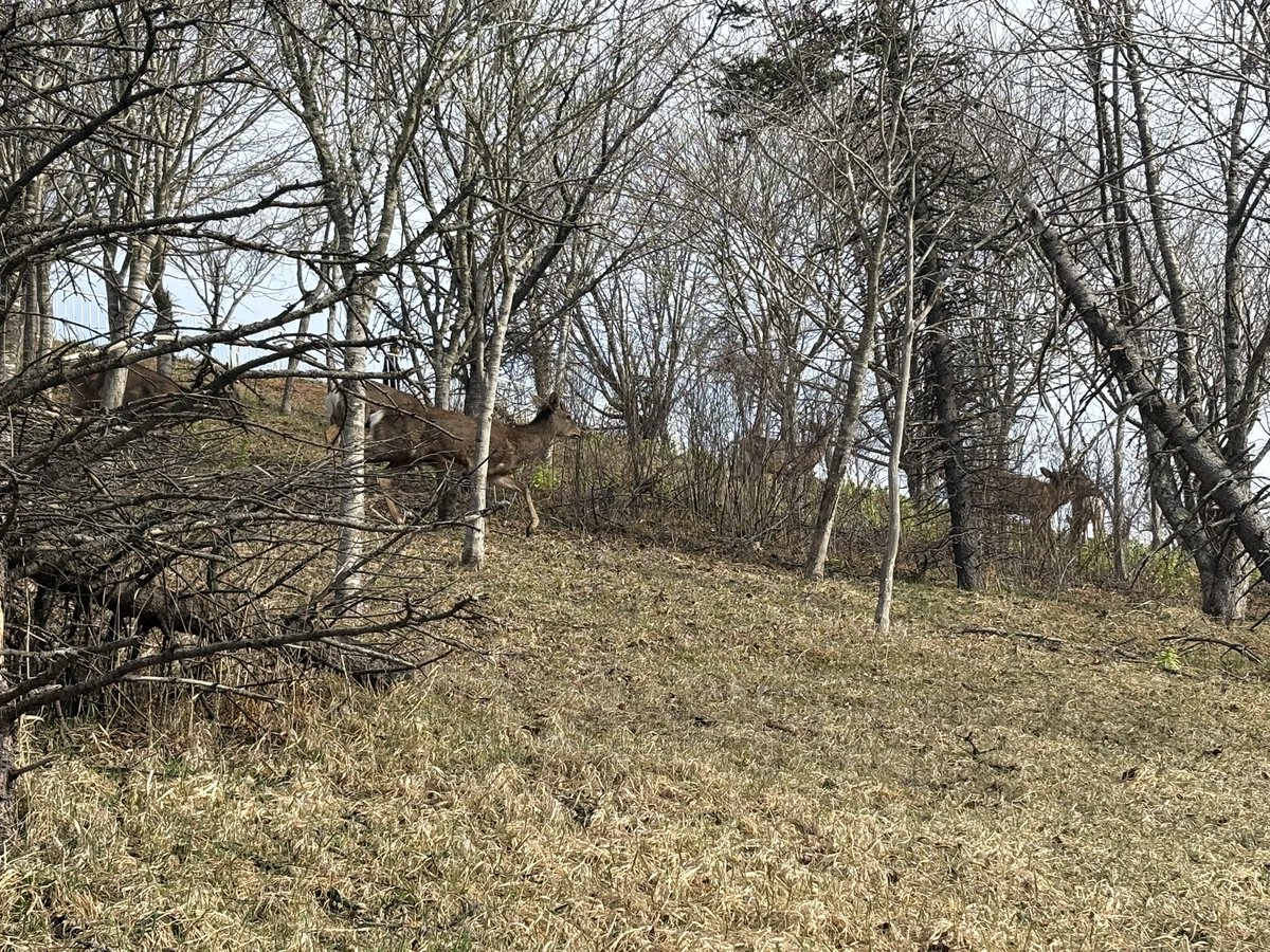 めっちゃ鹿🦌おる🦌