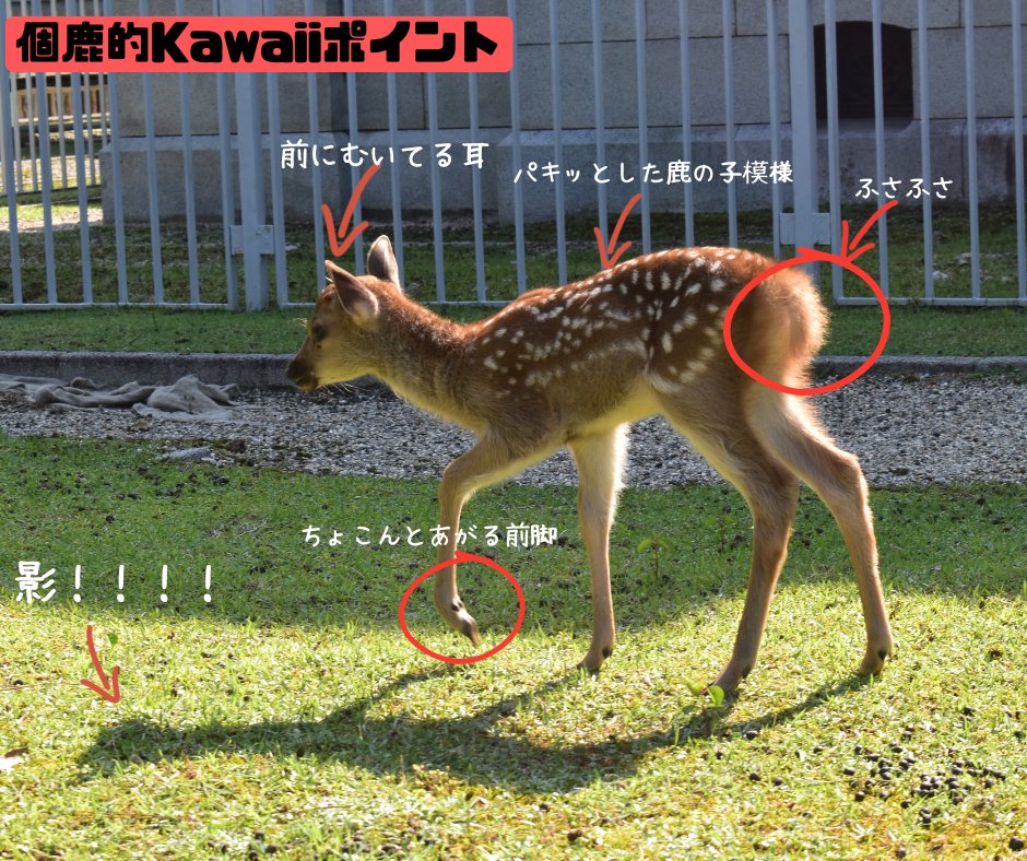 鹿の角．いいね！感謝大セール！！ 10000円→8000円 企業公式がお疲れ様を言い合う お疲れ様まる🦌 子鹿つながりで個鹿的