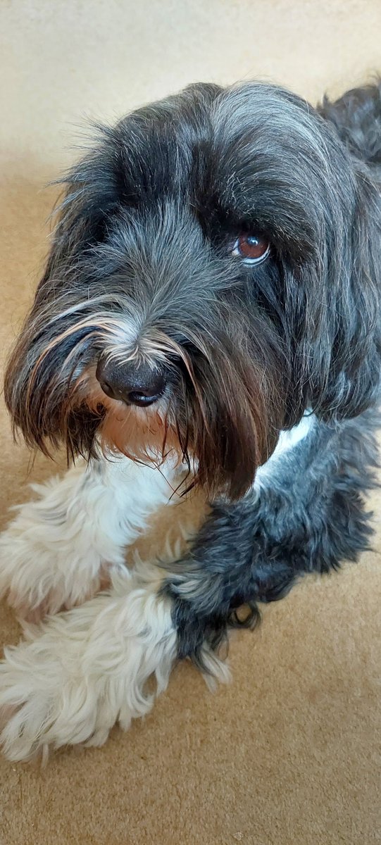Happy Birthday Bob! <a href="/bemorebob2/">BeMoreBob</a> 🐾🥳🐾