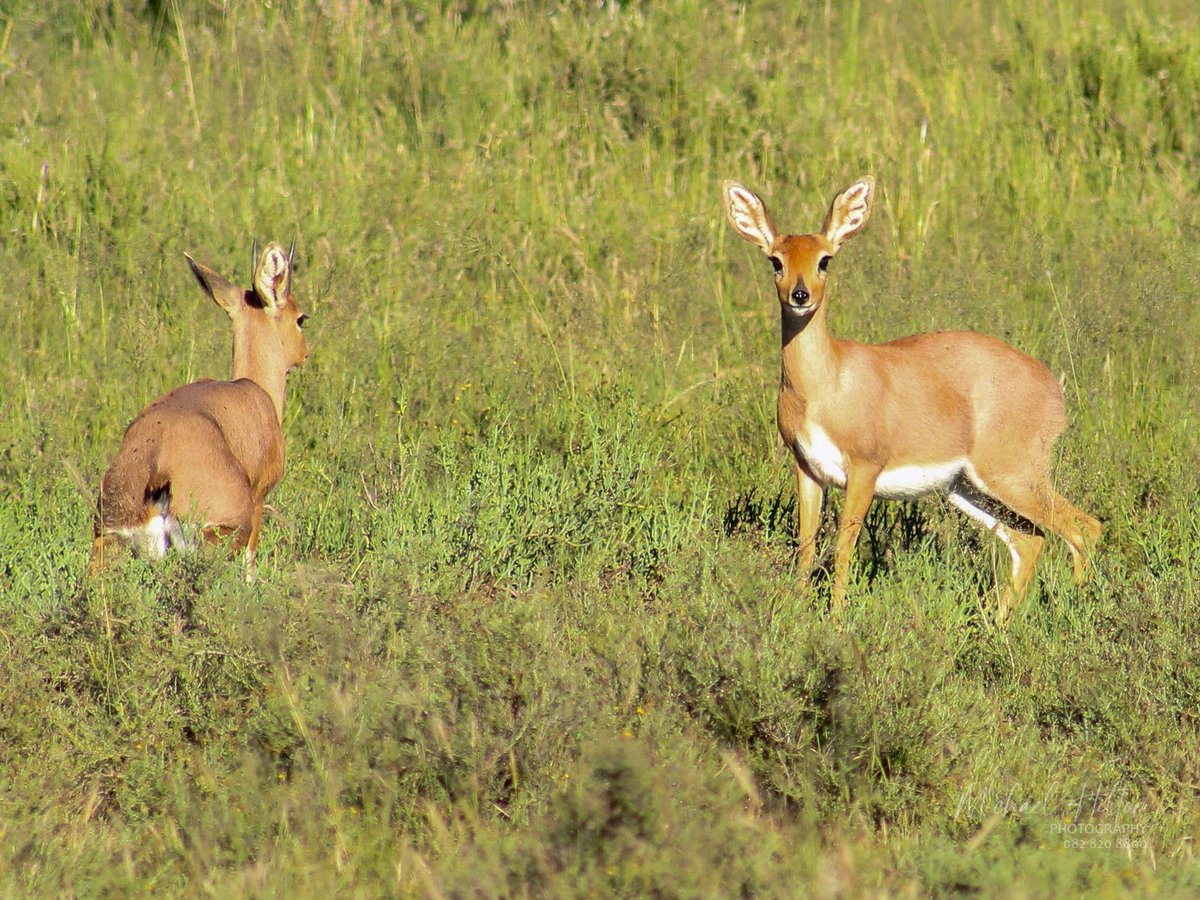 SANParks Mountain Zebra tweet media
