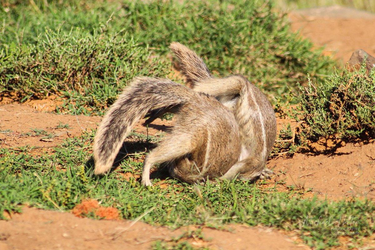 SANParks Mountain Zebra tweet media