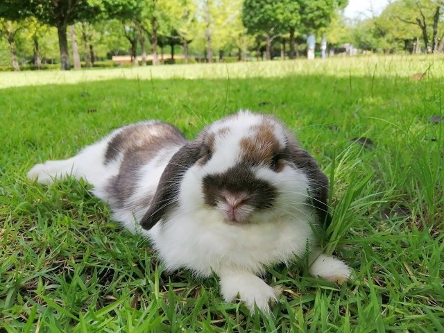 rabbitenrich's tweet photo. ▲ウサギの健康を科学する▲
「足元を８の字に回る」「手をなめる」「鼻でつつく」「手足を伸ばして寝そべる」。
これらはうさぎさんが興味を持っていたりリラックスしている仕草です。
こうした仕草が見られるとうさぎさんは安心して暮らしていると考えられます。
ぜひこうした仕草が見られるよう環境を整えてみてください。
